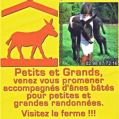 Randonnées avec des ânes en Finistère - Bienvenue à Kerbenoc'h