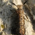 Ypsolophidae > Ochsenheimeria taurella 