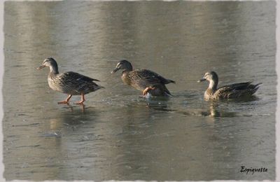 ici, les canards sont sauvages mais polis