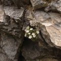 Dans la falaise au fond du jardin