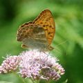 Argynnis paphia Linnaeus 1758 (Tabac d'Espagne)