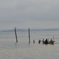 Etang de Bages en Languedoc-Roussillon.