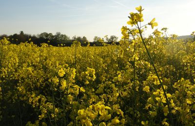 Jaune colza