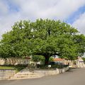 Le chêne de Saint-Même-Les-Carrières, l'arbre de la mairie, (16720, Charente). 10 mai 2019. 