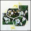 Fleurs de cerisier