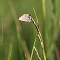 Quelques bleus * Some blue one