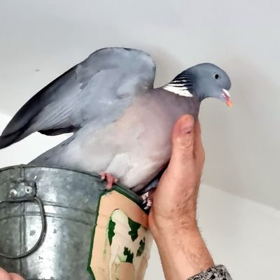 Coco est parti pour un long voyage en 2022