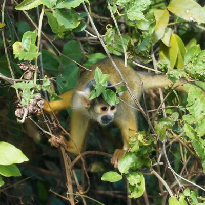 Amazonie bolivienne-2 : la pampa, un faune époustouflante
