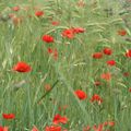 Ce papillonnement rouge vif et tellement éphémère qu'est la vie...