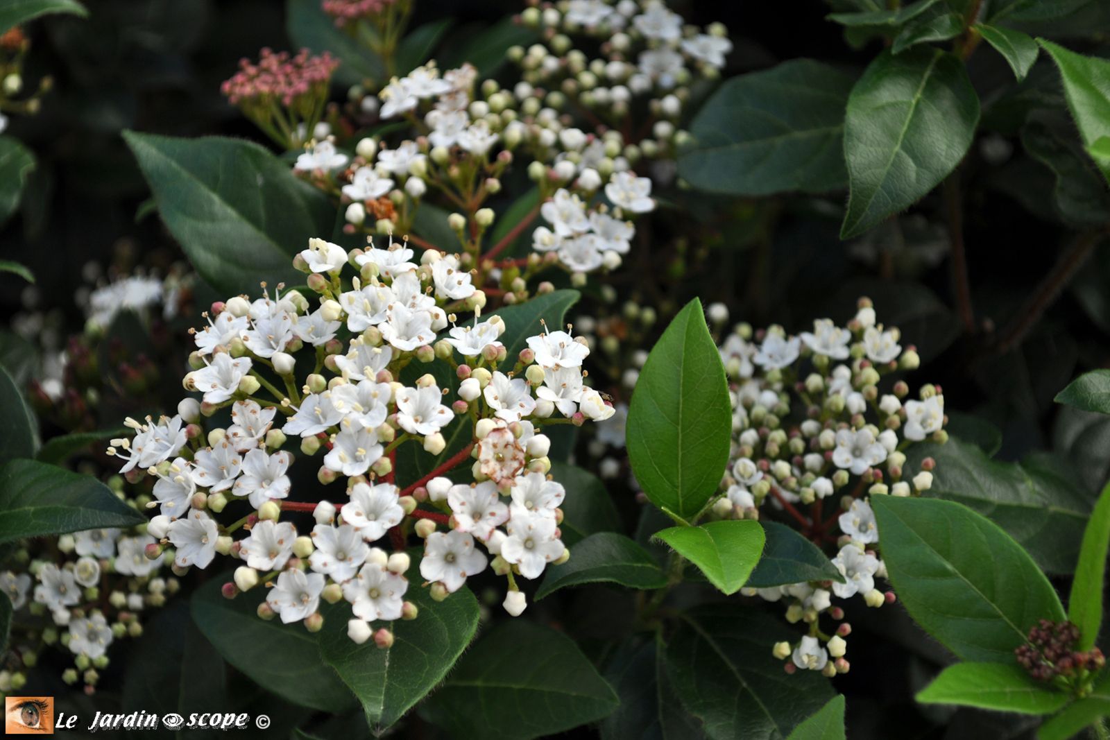 Viburnum Tinus • Laurier-Tin