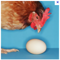 Qui de l’œuf ou de la poule… ?