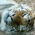 PARC ANIMALIER DE THOIRY : Le tigre assoupi