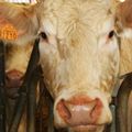 Pétition 30 Millions d'Amis :  Contre l'abattage sans étourdissement des animaux de ferme! 