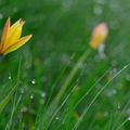 Des tulipes en Belledonne