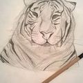 DESSIN TETE DE TIGRE