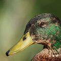 Canard Colvert mâle : Changement de plumage...
