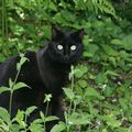 Le chat noir dans les herbes 