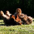 Heureux comme un ... chien dans l'herbe