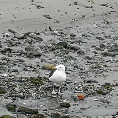 Les oiseaux à Belle-île-en-mer et dans le Morbihan