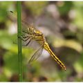 Orthetrum Cancellatum, orthetrum réticulé