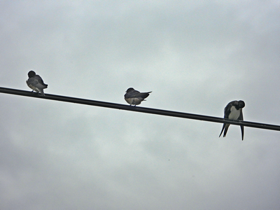Les oiseaux sont-ils en avance cette année ?