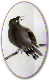 Corneilles bavardes et chicaneuses