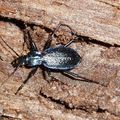 Carabidae de Haute-Savoie