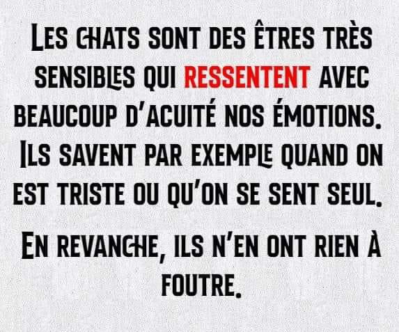 humeur de chat