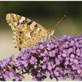 Vanesse des chardons : Vanessa cardui