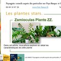 🌿 Zamioculcas : Une Plante Dépolluante d'Intérieur.