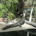 Hartleys Crocodile Adventure