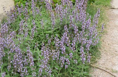 Liqueur de fleurs de sauge