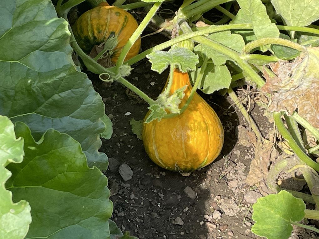 Mercredi 24 sept 2025 le jardin de ma copine Margot  (20 sept 2025 sous un soleil radieux, j'adore y descendre, c'est sa passion son bout de jardin  , mon diapo pour toi , plaisir en partage ) 