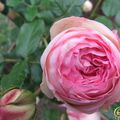 les roses du jardin de la voisine