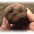 LA TRUFFE AU MICROSCOPE