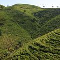 Plantations de thé et rizières