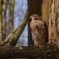 je regarde les visiteurs du PUY DU FOU 