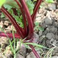 Tartare de betteraves aux herbes et variation autour des fanes