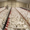 L214 : DES MILLIONS DE POULETS SONT EN SOUFFRANCE 