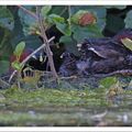 Famille Castagneux (3)