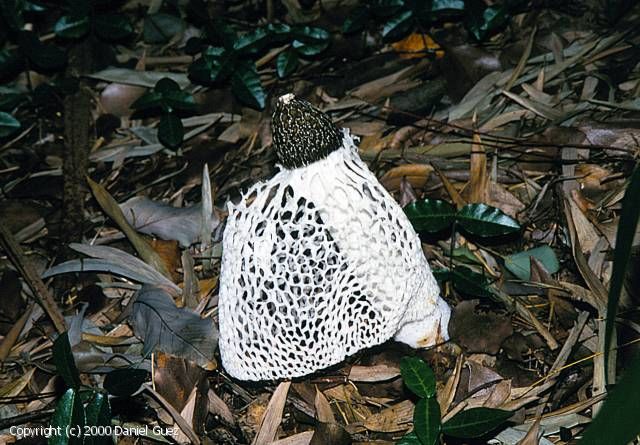 Phallus rubrovolvatus (Phallus_rubrovolvatus_2000_dg_3.jpg)