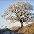 l'arbre rond de Beugin