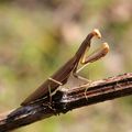 LA MANTE RELIGIEUSE, surnommée le "tigre de l'herbe", un insecte fascinant à découvrir et à protéger...