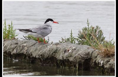 Les oiseaux des Marais Bretons Vendéens au mois de juin