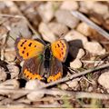 Papillon: Le bronzé!