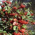 Petits bonheurs au fil des saisons