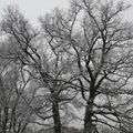 AUJOURD'HUI, PAS BESOIN D'ALLER DANS LE MONT PILAT POUR VOIR LA NEIGE...