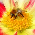 abeille dans coeur de dahlia 