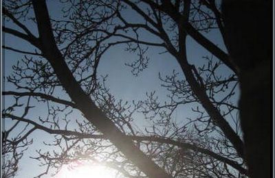 Les branches du soleil