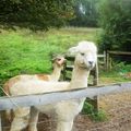 En visite chez (serge ?) lama puis avec la famille Waring